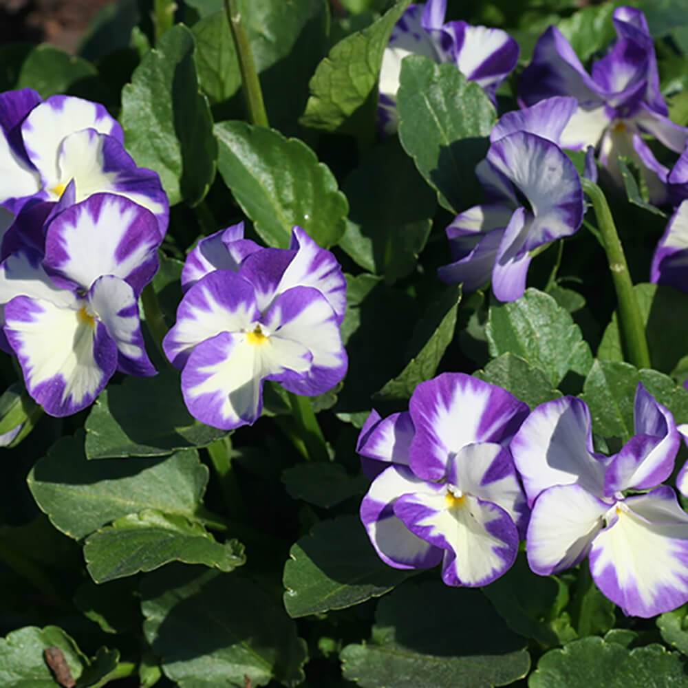 Viola Rebecca