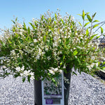 Deutzia Nikko