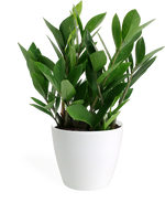 Zamioculcas Zamiifolia Small
